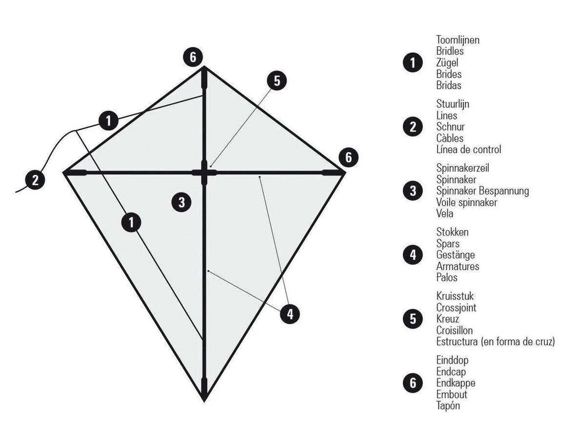 Anatomie van de ruitvlieger 
